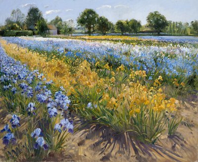 Irises at Burgate, 1996 by Timothy Easton